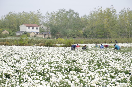 采收滁州貢菊 田間勞動(dòng)生產(chǎn)