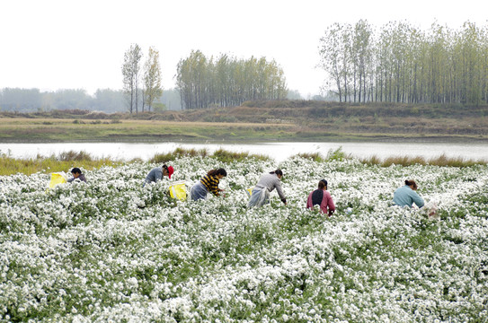采收滁州貢菊 田間勞動(dòng)生產(chǎn)