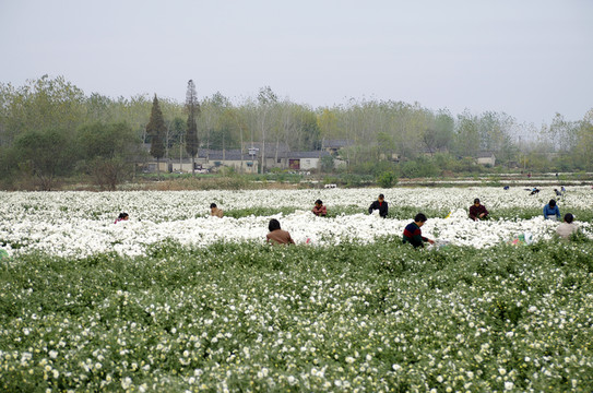 采收滁州貢菊 田間勞動(dòng)生產(chǎn)