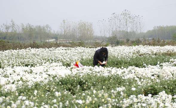 采收滁州貢菊 田間勞動(dòng)生產(chǎn)