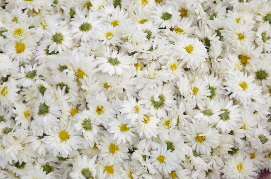 晾曬滁州貢菊