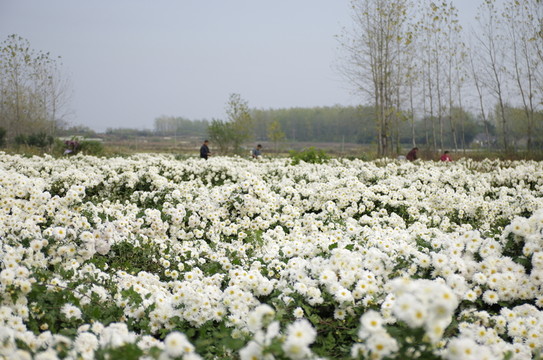 采收滁州貢菊 田間勞動(dòng)生產(chǎn)