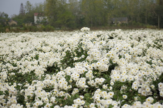 村前滁菊?qǐng)@
