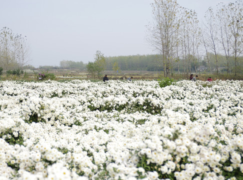 采收滁州貢菊 田間勞動(dòng)生產(chǎn)