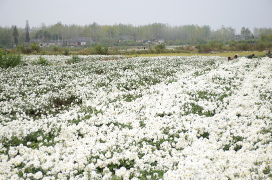 采收滁州貢菊 田間勞動生產(chǎn)