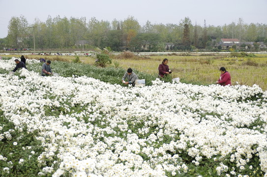 采收滁州貢菊 田間勞動(dòng)生產(chǎn)