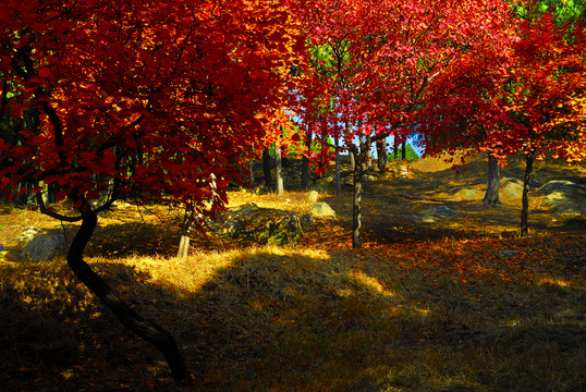 紅櫨樹林