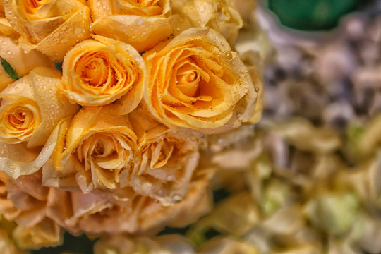 玫瑰花