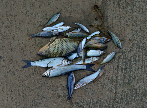 一堆溪魚