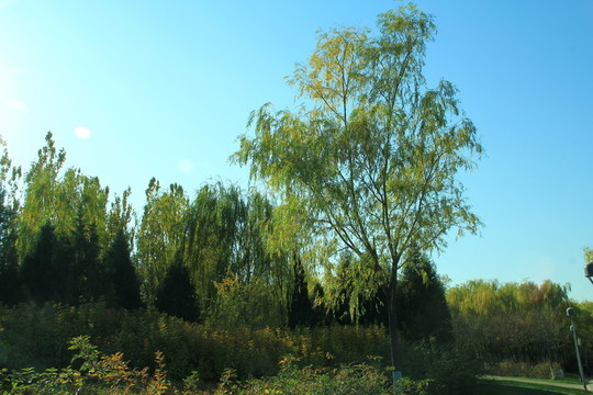 樹干 樹葉 樹木 樹林 樹枝