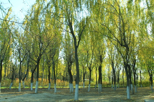 秋景  樹