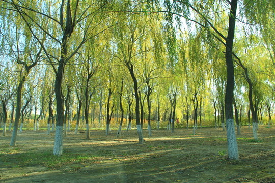 樹干 樹葉 樹木 樹林 樹枝