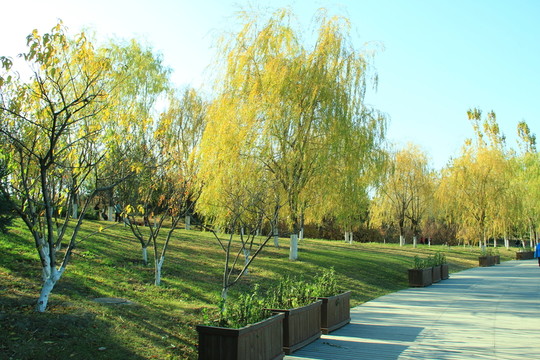 樹干 樹葉 秋景