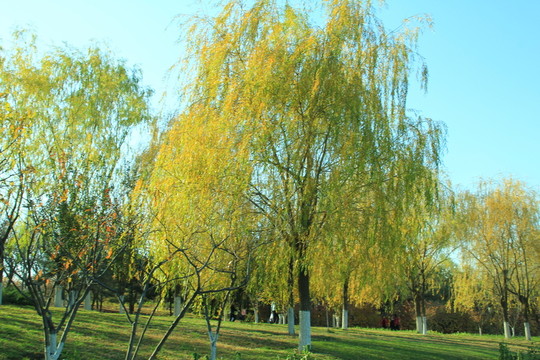 樹干 樹葉 秋景