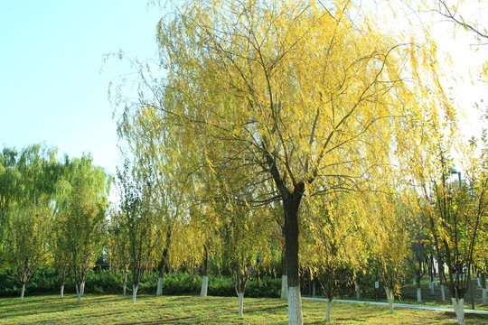 樹(shù)干 樹(shù)葉 樹(shù)木 樹(shù)林 樹(shù)枝