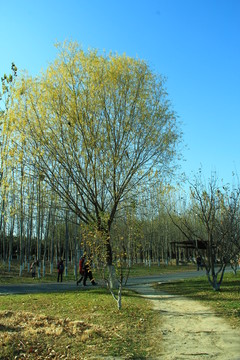 樹(shù)干 樹(shù)葉 秋景