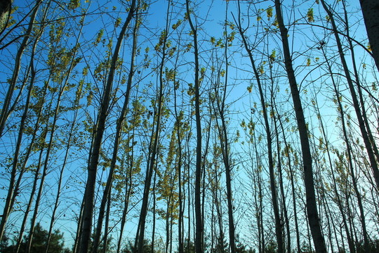 樹(shù)干 樹(shù)葉秋天 樹(shù)枝