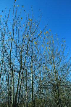 秋景 樹(shù)木 樹(shù)林 樹(shù)枝