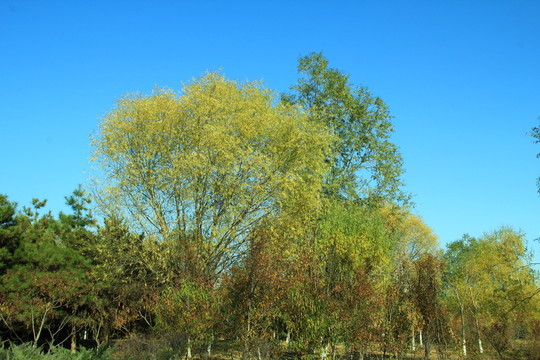 秋天 樹木 樹林 樹枝