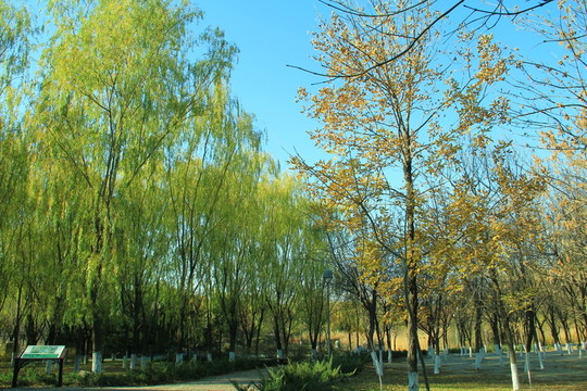 秋景 樹林 樹枝