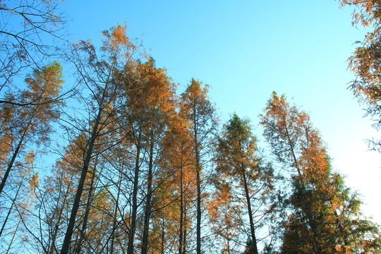 紅杉樹  杉樹  紅杉樹林