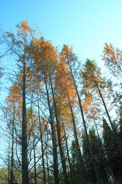 紅杉樹(shù)   秋景