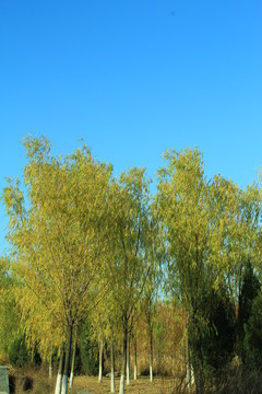 樹(shù)干 樹(shù)葉 樹(shù)木 樹(shù)林 樹(shù)枝