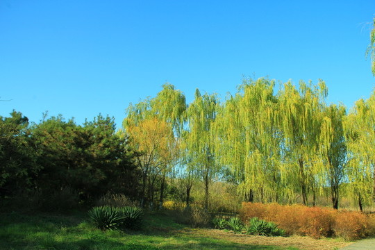 樹干 樹葉 樹木 樹林 樹枝