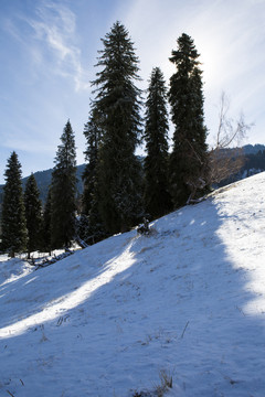 雪山  松樹