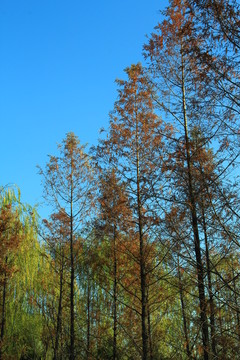 紅杉樹  杉樹  紅杉樹林