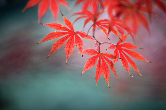 楓葉紅了