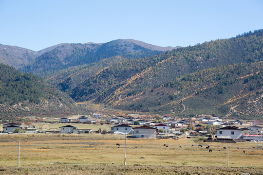香格里拉鄉(xiāng)村秋色