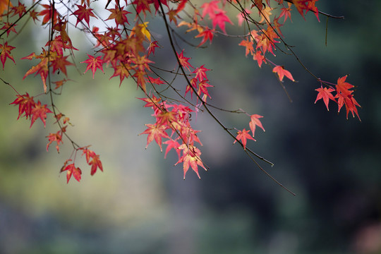 楓葉紅了