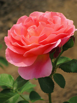 月季花