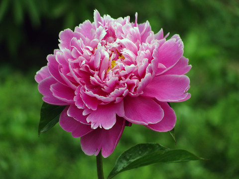 芍藥花