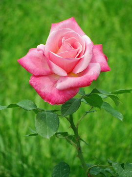 月季花