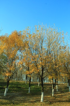 秋季樹(shù)林 樹(shù)枝