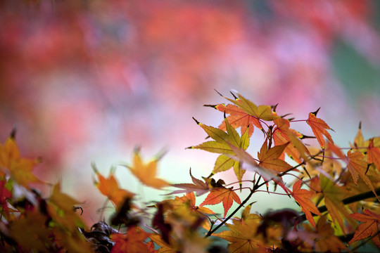 楓葉紅了