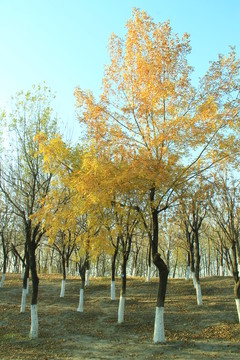 秋天樹   秋景