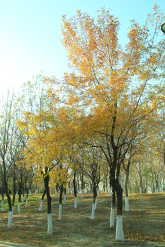 秋天 樹木 樹林 樹枝