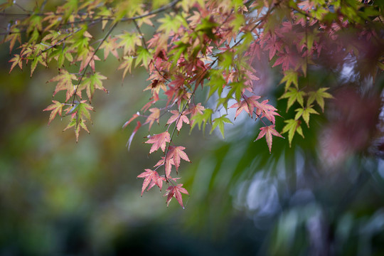 楓葉紅了
