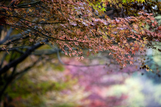 楓葉紅了