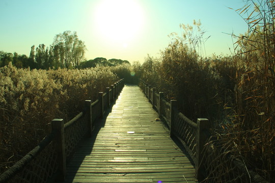 蘆葦  吊橋