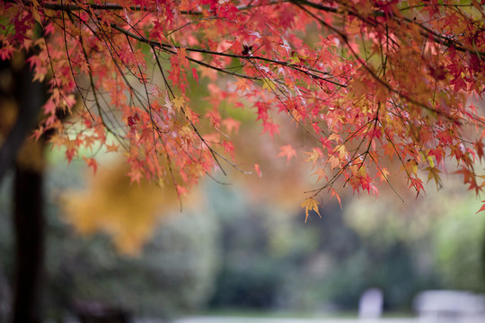 楓葉紅了