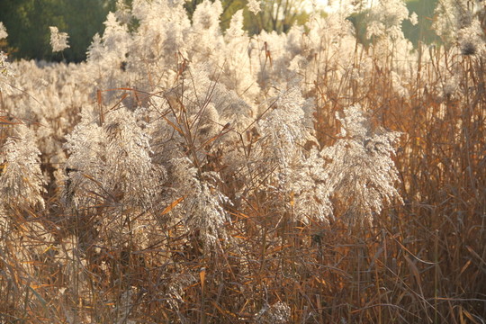 蘆葦  蘆花
