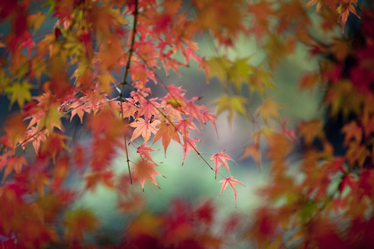 楓葉紅了