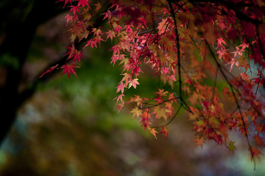 楓葉紅了