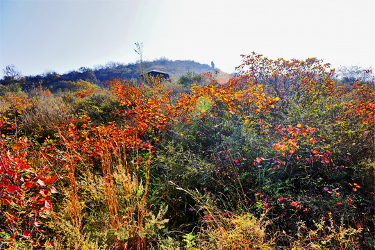 秋色 山川（非高清）