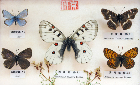 蝴蝶標(biāo)本
