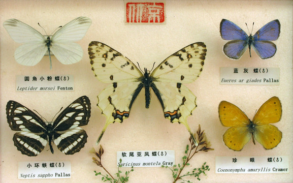 蝴蝶標(biāo)本